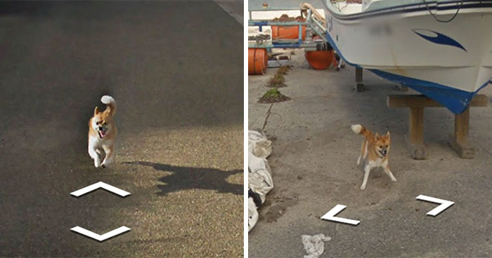 Dog Follows Google Street View Car In Japan, Hilariously ‘Ruins’ Each And Every Photo