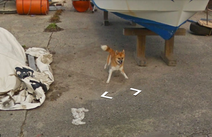 Dog Follows Google Street View Car In Japan, Hilariously 'Ruins' Each And Every Photo