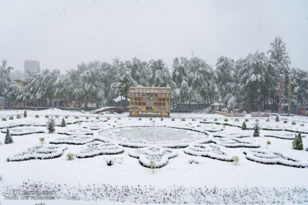 I Found These Lovely Photos: Spring Snow Covers Tulip Garden I Found These Lovely Photos: Spring Snow Covers Tulip Garden