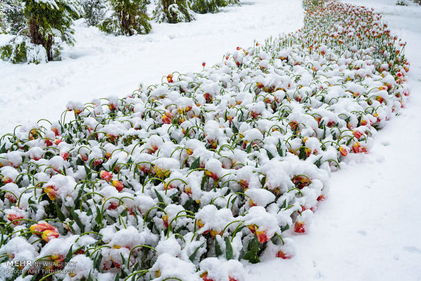 I Found These Lovely Photos: Spring Snow Covers Tulip Garden I Found These Lovely Photos: Spring Snow Covers Tulip Garden