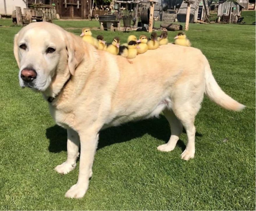 Labrador Becomes Renowned After Fostering 9 Orphaned Ducklings
