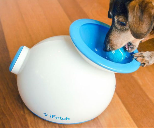 10 Ingenious Things For Your Dog You Need To Know