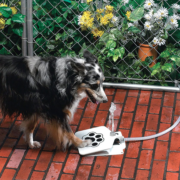 10 Ingenious Things For Your Dog You Need To Know
