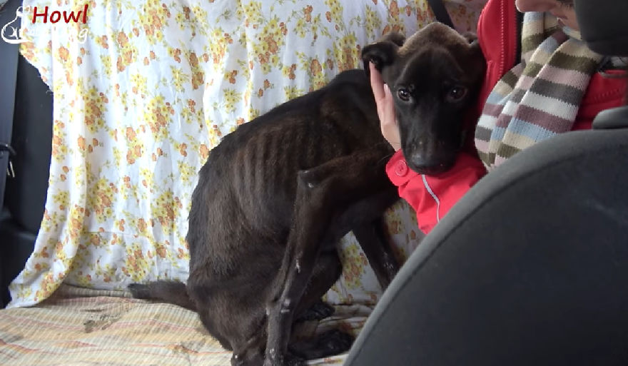 She Was Once The Saddest Dog In The World, But Her Transformation Is Amazing!