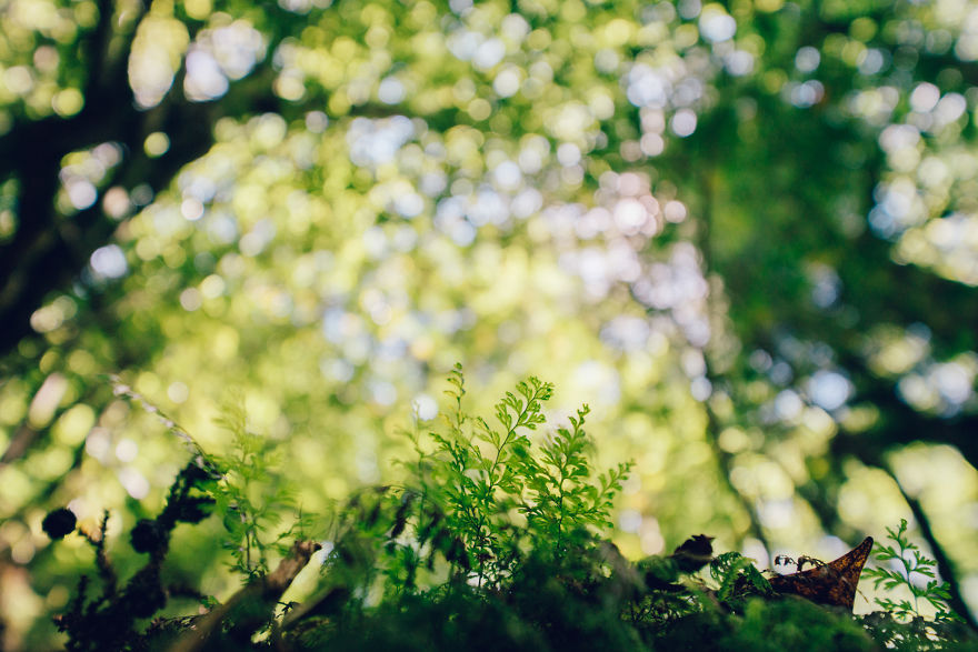 I Photographed The Ancient "Princess Mononoke" Forest.