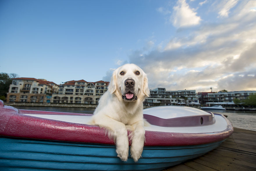 Pet Photographer Celebrates Dogs And The City
