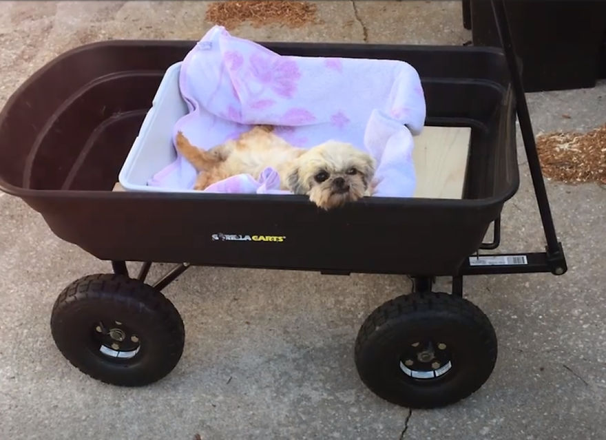 Woman Is Determined To Help Disabled Puppy Walk Again