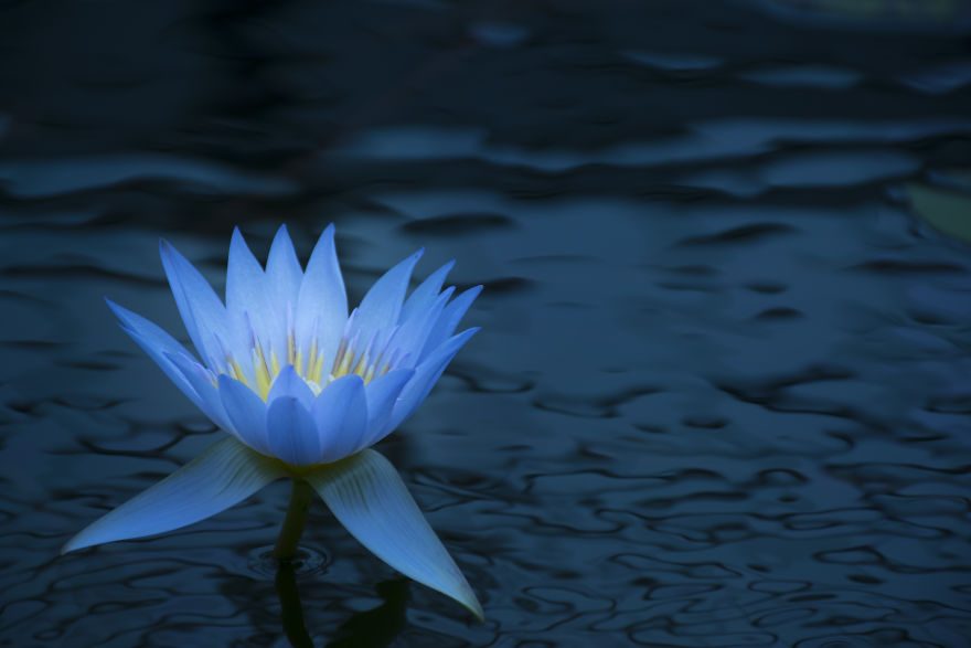 I Photographed Beautiful Water Lilies