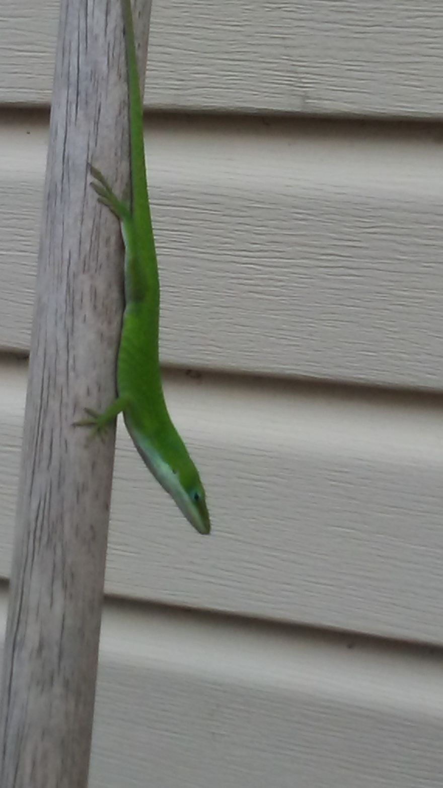 Friendly Lizard Helps Rake Leaves