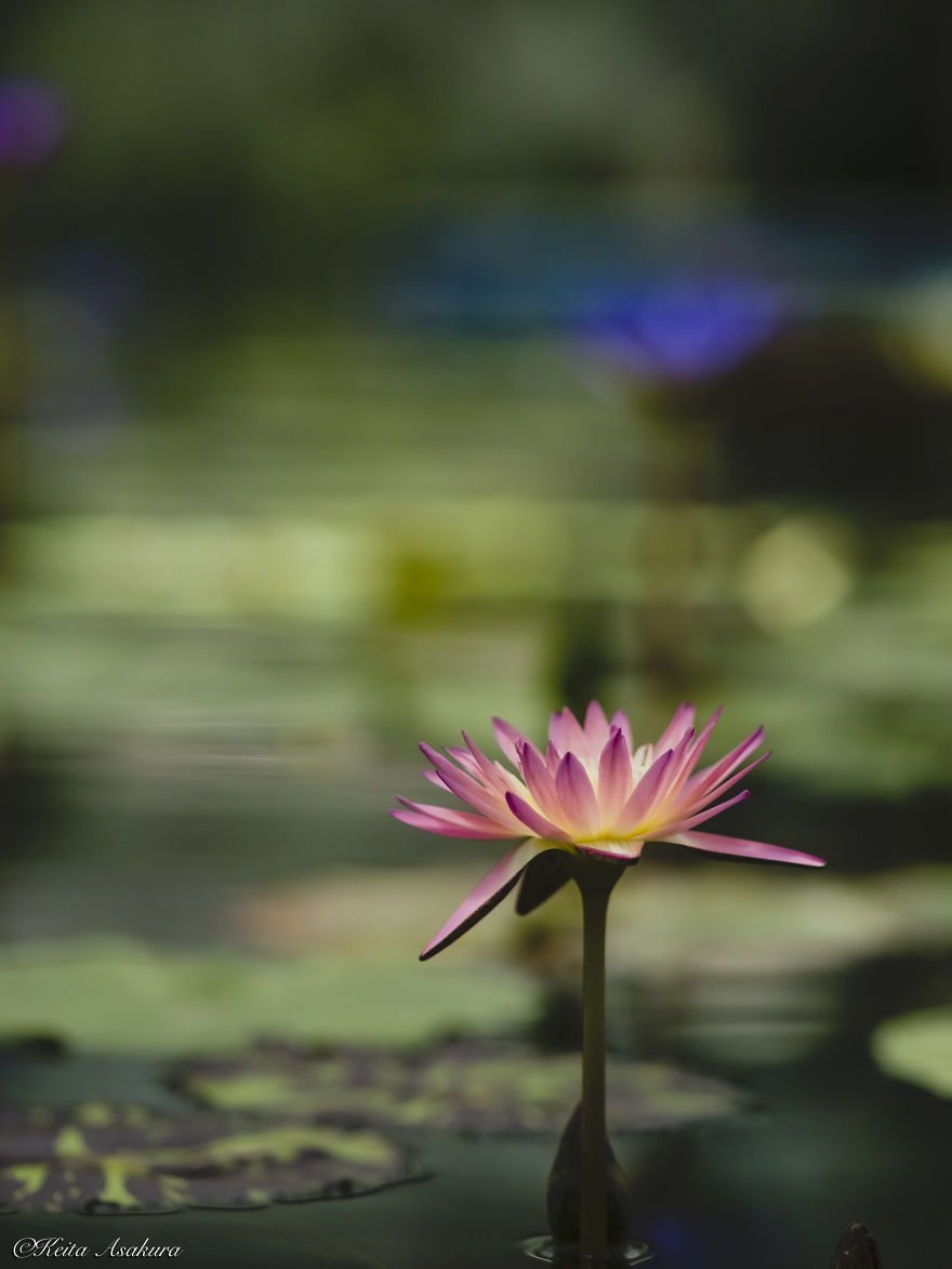 I Photographed Beautiful Water Lilies