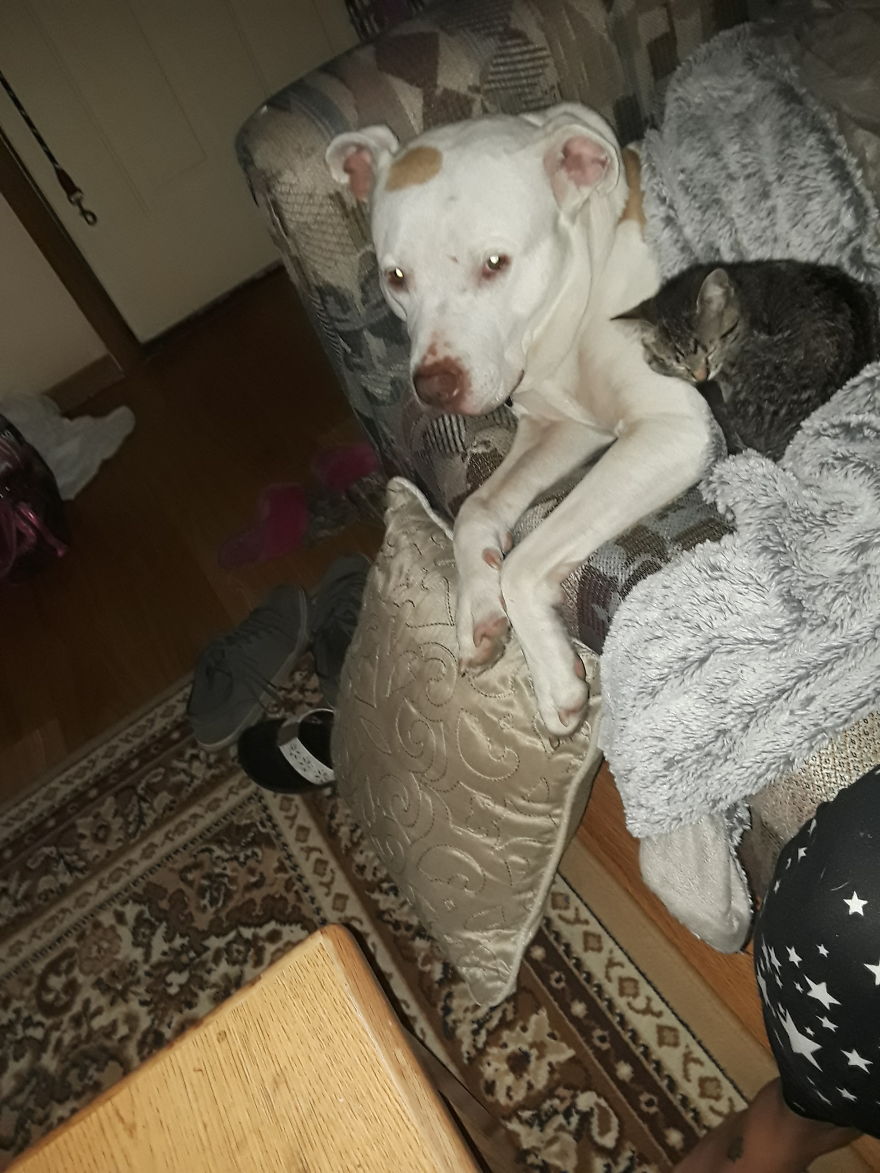 My Fur Babies