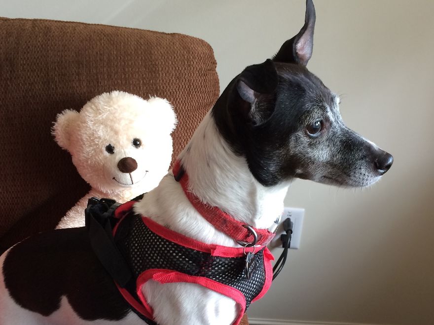 Lioness And Cub And A Dog And His Bear
