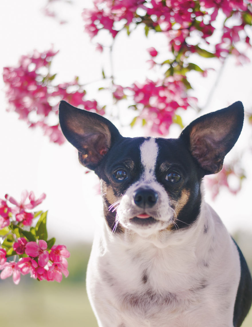 I Photographed Dogs In The Spring Blossoms