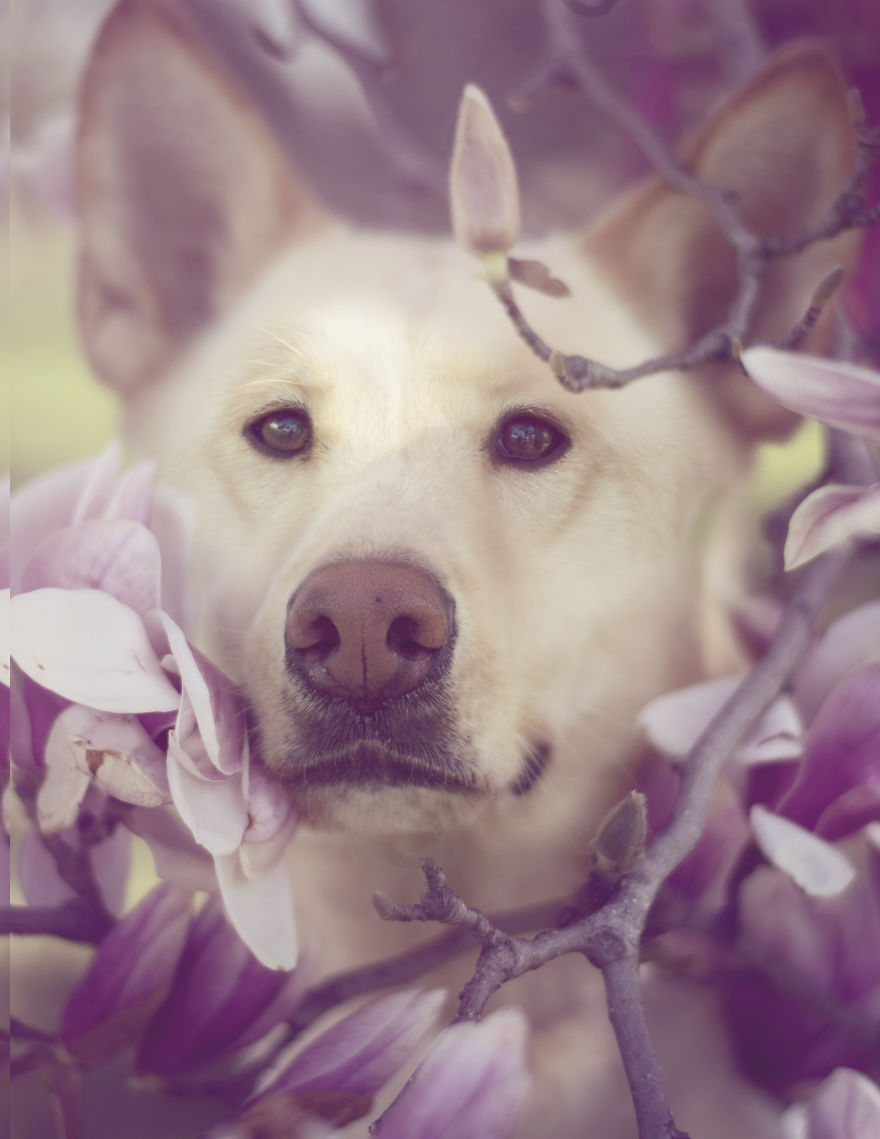 I Photographed Dogs In The Spring Blossoms