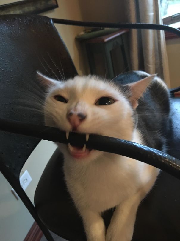 This Is My Cat Lorbus Eating A Metal Chair