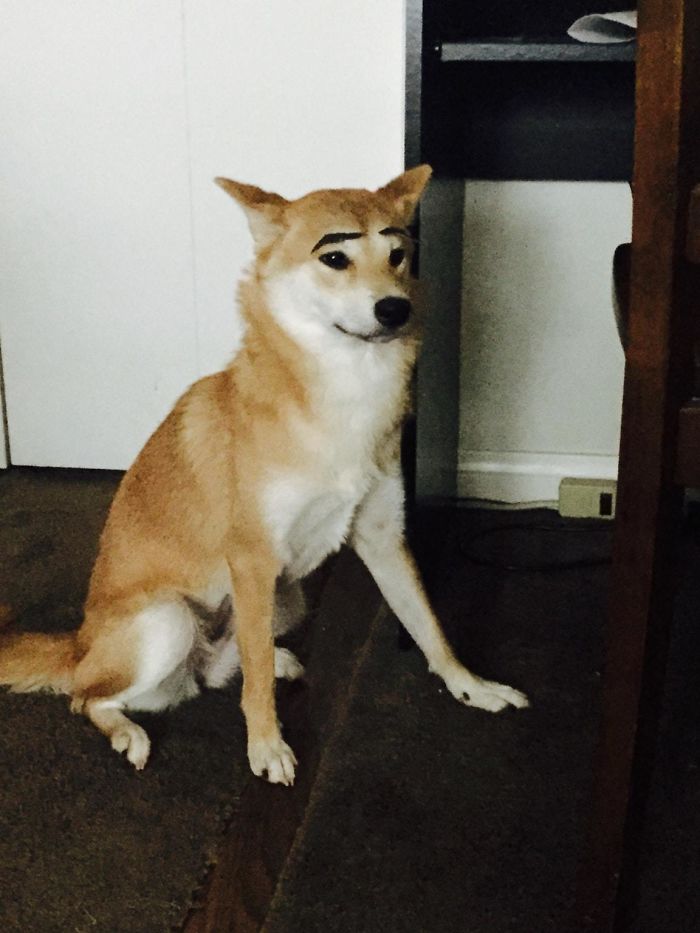 Emotionless Shiba. She Rarely Smiles Or Look Excited So I Put Some Eyebrows On Her