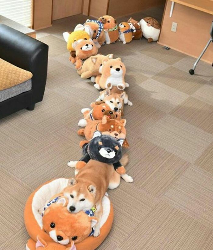 All Aboard The Shibe Express