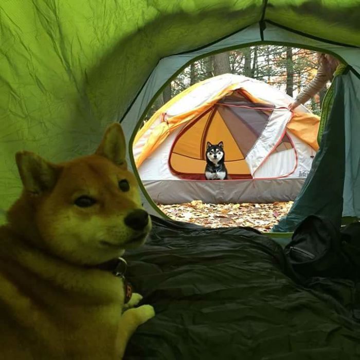 Camping Buddies