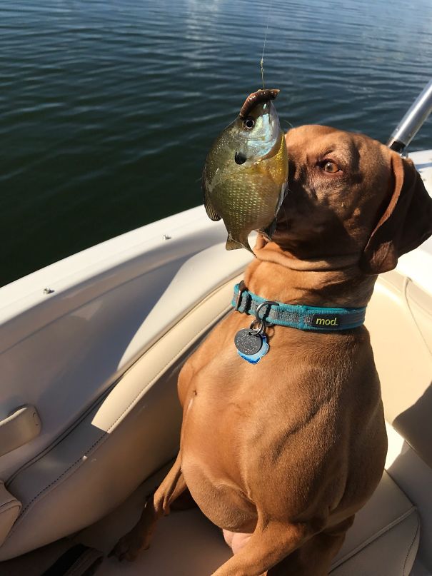 My Dogs Awkward Encounter With A Fish