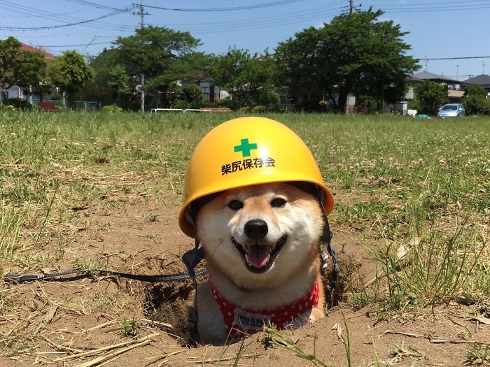 Rescue Doge Is Here To Help