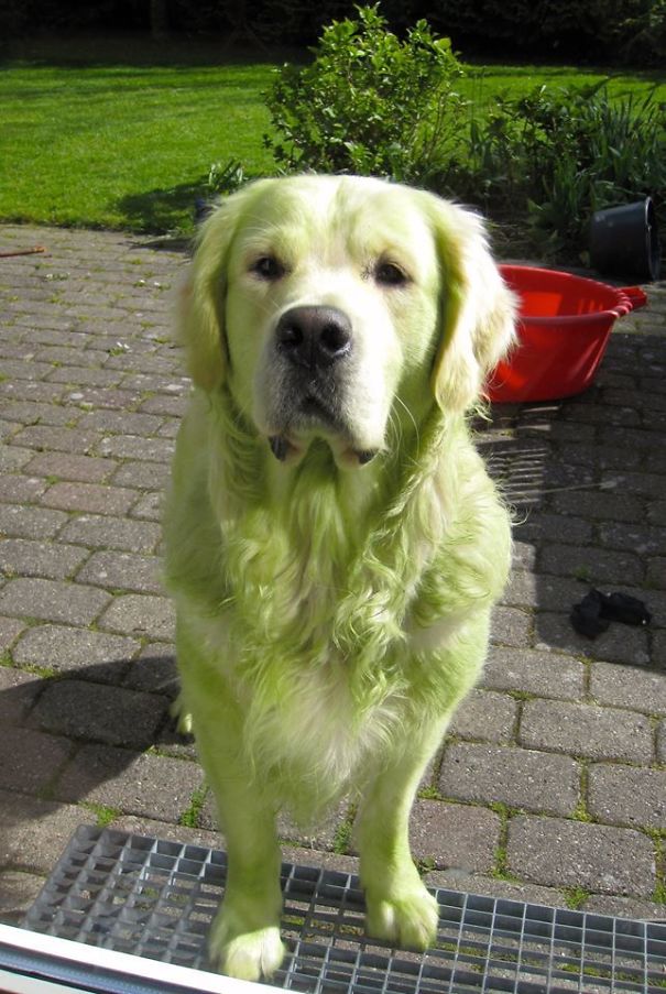My Golden Retriever Decided To Roll On The Freshly Mowed Lawn