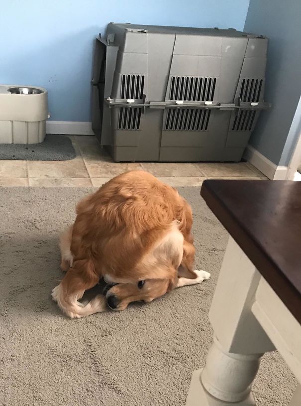 My Aunt’s Dog Finally Got Her Tail
