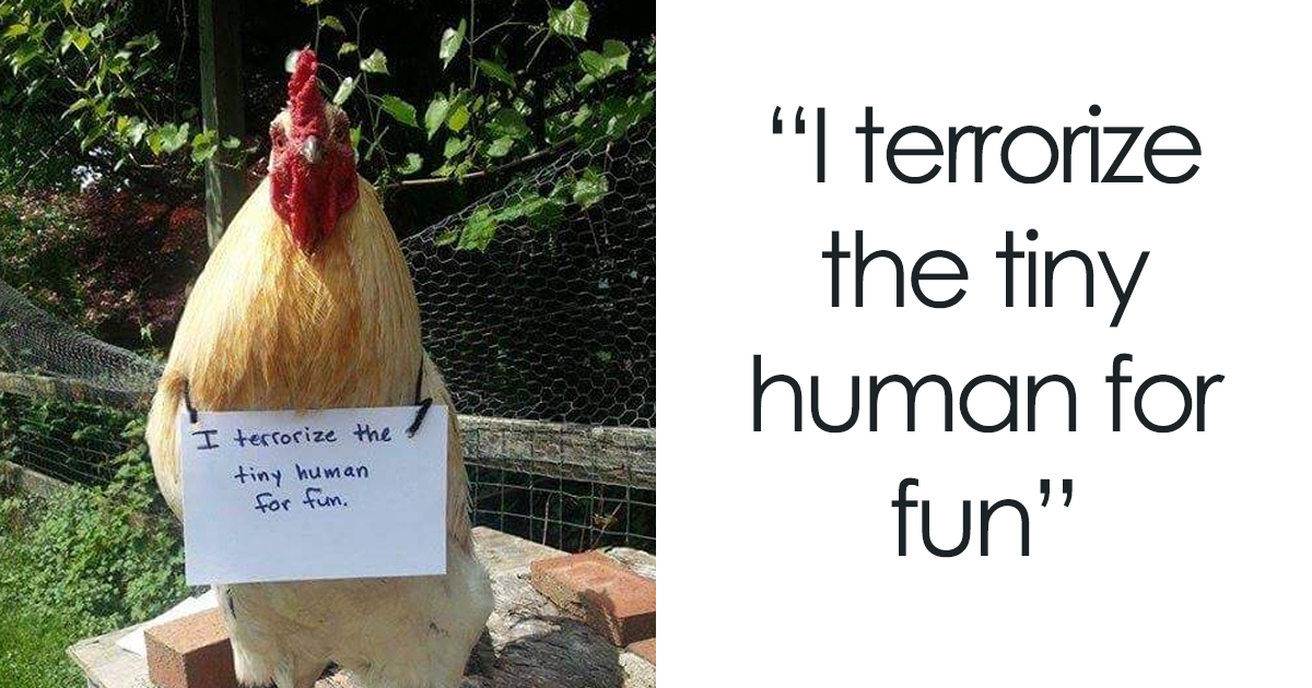 Farmers Are Shaming Their Chickens For Their 'Crimes' And It's Too  Entertaining To Read | Bored Panda