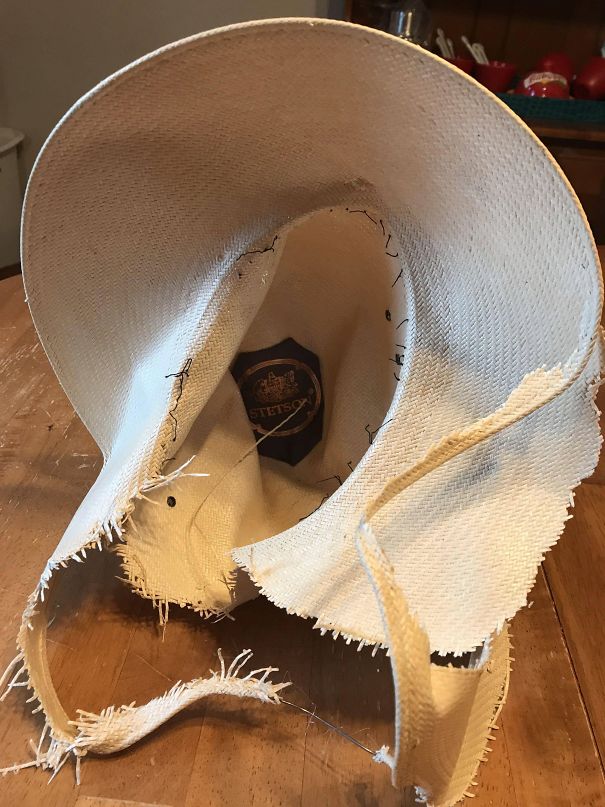 My Wife Didn't Put Away Her $300.00 Stetson Hat. Our Dog Reminded Her