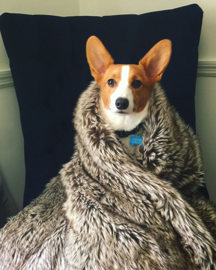 Will You Bend The Knee For House Corgi?