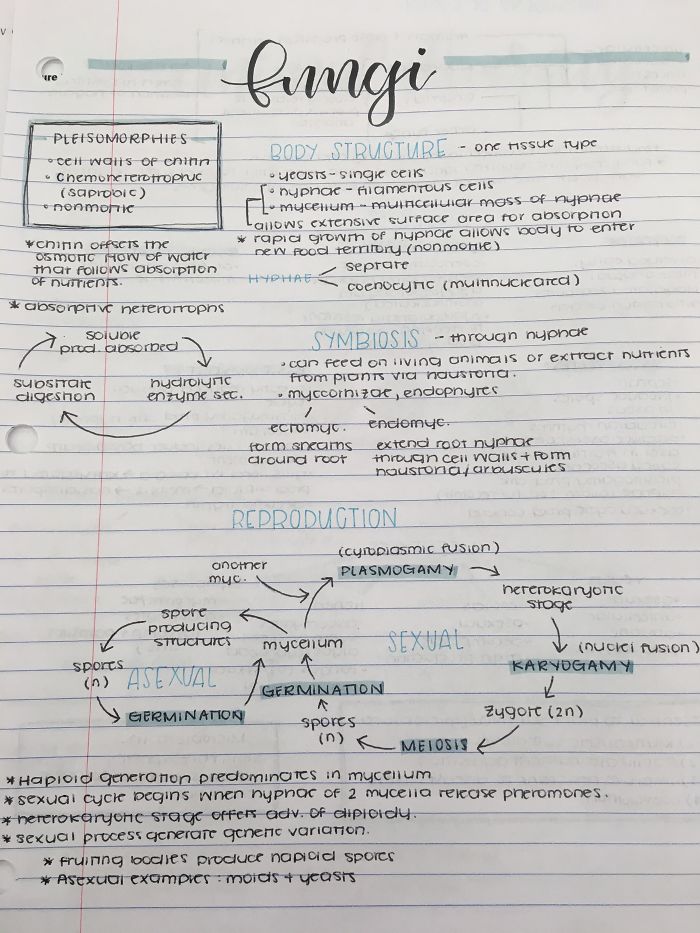 My Friend’s Biology Notes