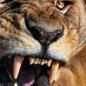 christyosborne avatar