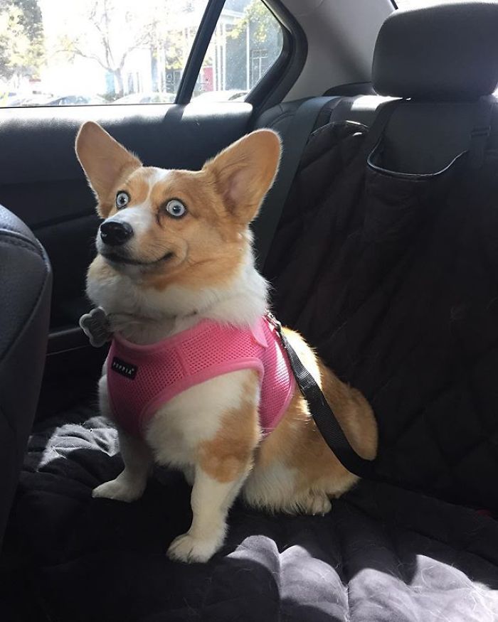 When You Find Out You're Going To The Vet