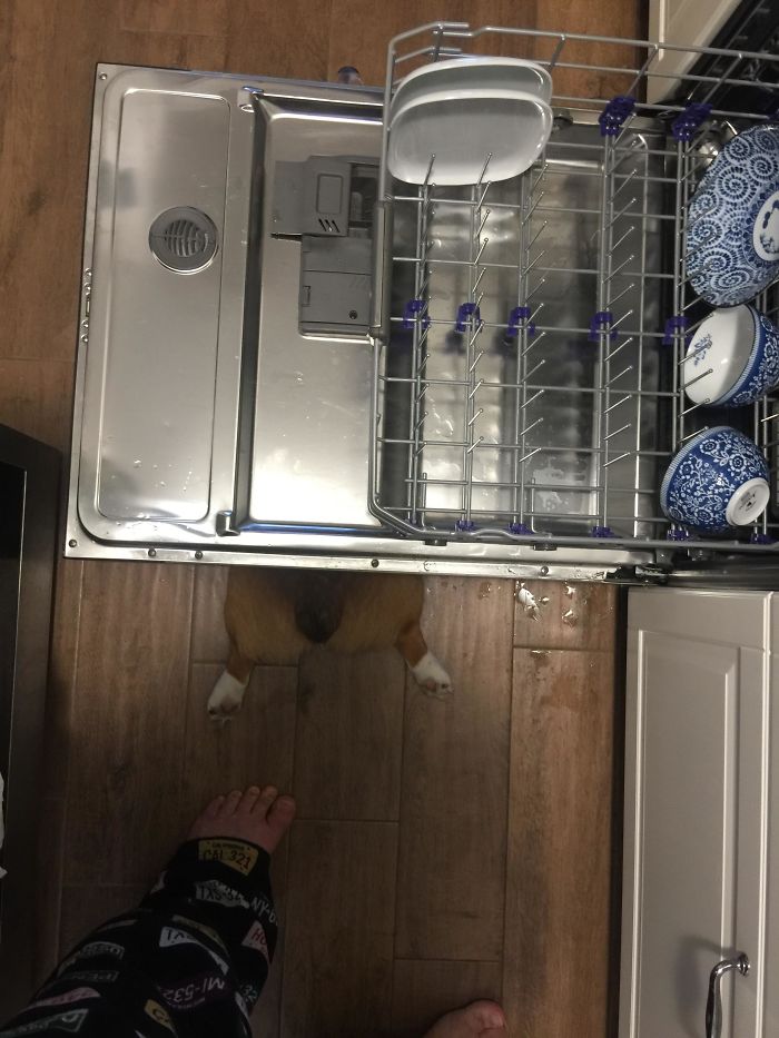 Dishwasher Sploot