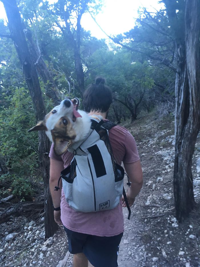 Corgi Backpack From Our Hike... He Was Slightly Too Long But Overall It's Amazing If You Love Your Corgi's Hot, Stinky Breath On Your Neck And Cheek