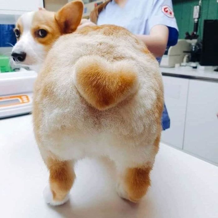 Corgi Is Unimpressed With His New Heart Butt Cut