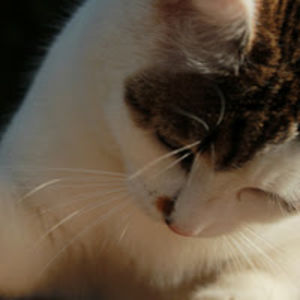 mmechoucroute avatar