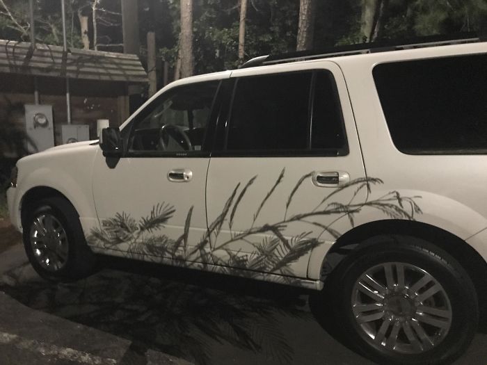This Shadow Of A Plant Looks Like A Decal On The Vehicle