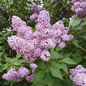 redneckgirl43 avatar