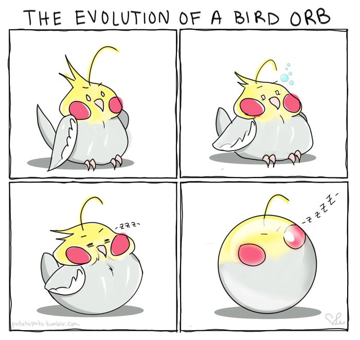 Also Known As “Phases Of A Sleeping Birb”