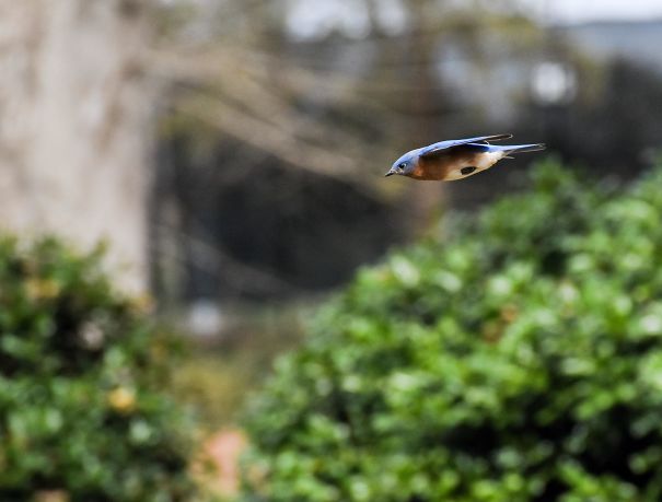 Took A Picture Of A Bird Mid-Zoom