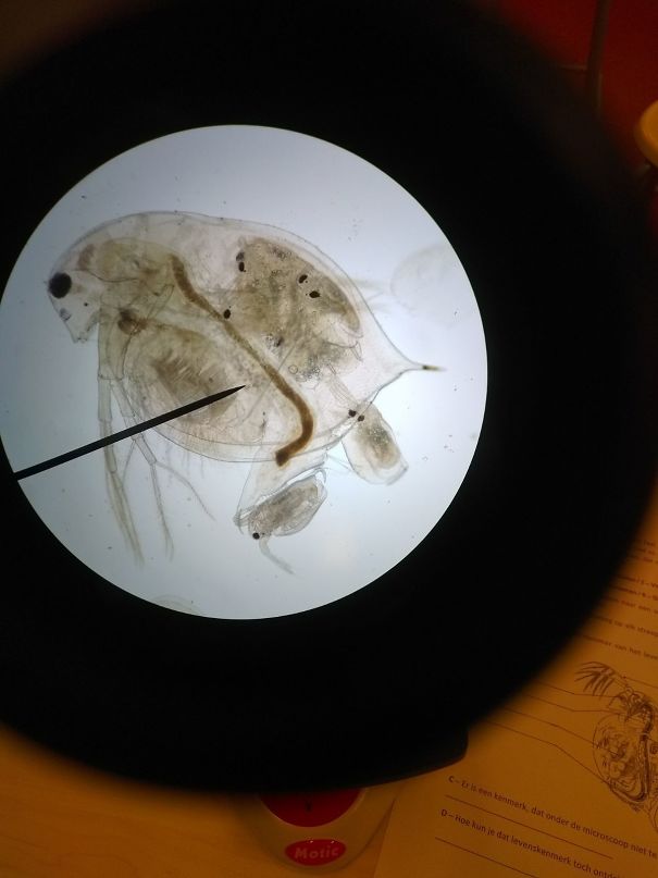My Friend Looked At His Microscope The Exact Second This Water Flea Was Having 6 Babies