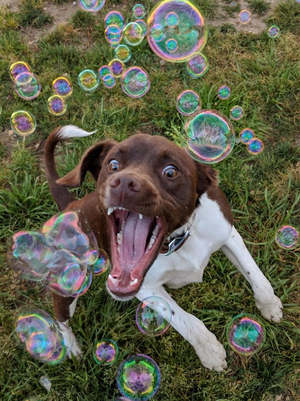 Bubbles = Happiest Dog Ever