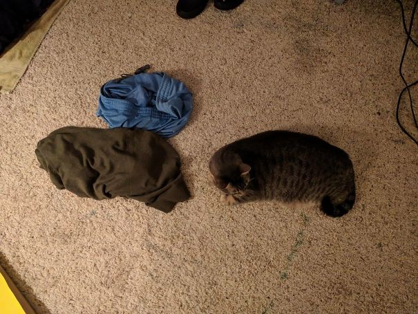 My Cat Is Currently The Exact Size And Shape Of My Sweater That I Threw On The Floor