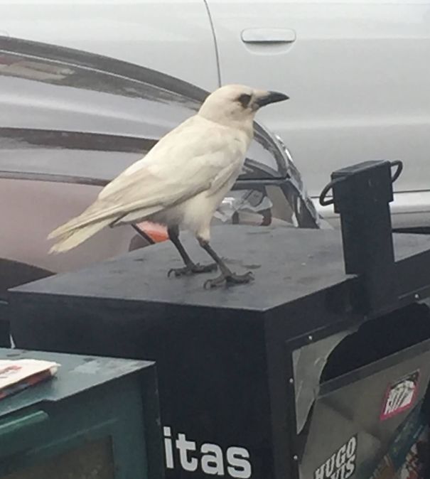My Cousin In Encino Snapped This Pic Of A White Crow Today