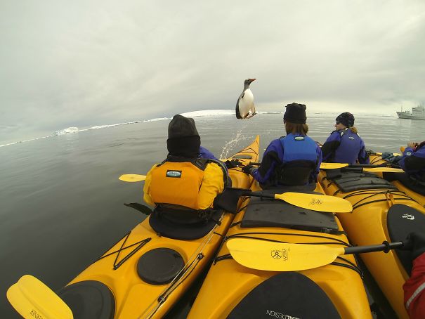 One Of The Kayakers On My Recent Trip To Antarctica Caught A Penguin Jumping Into Their Group