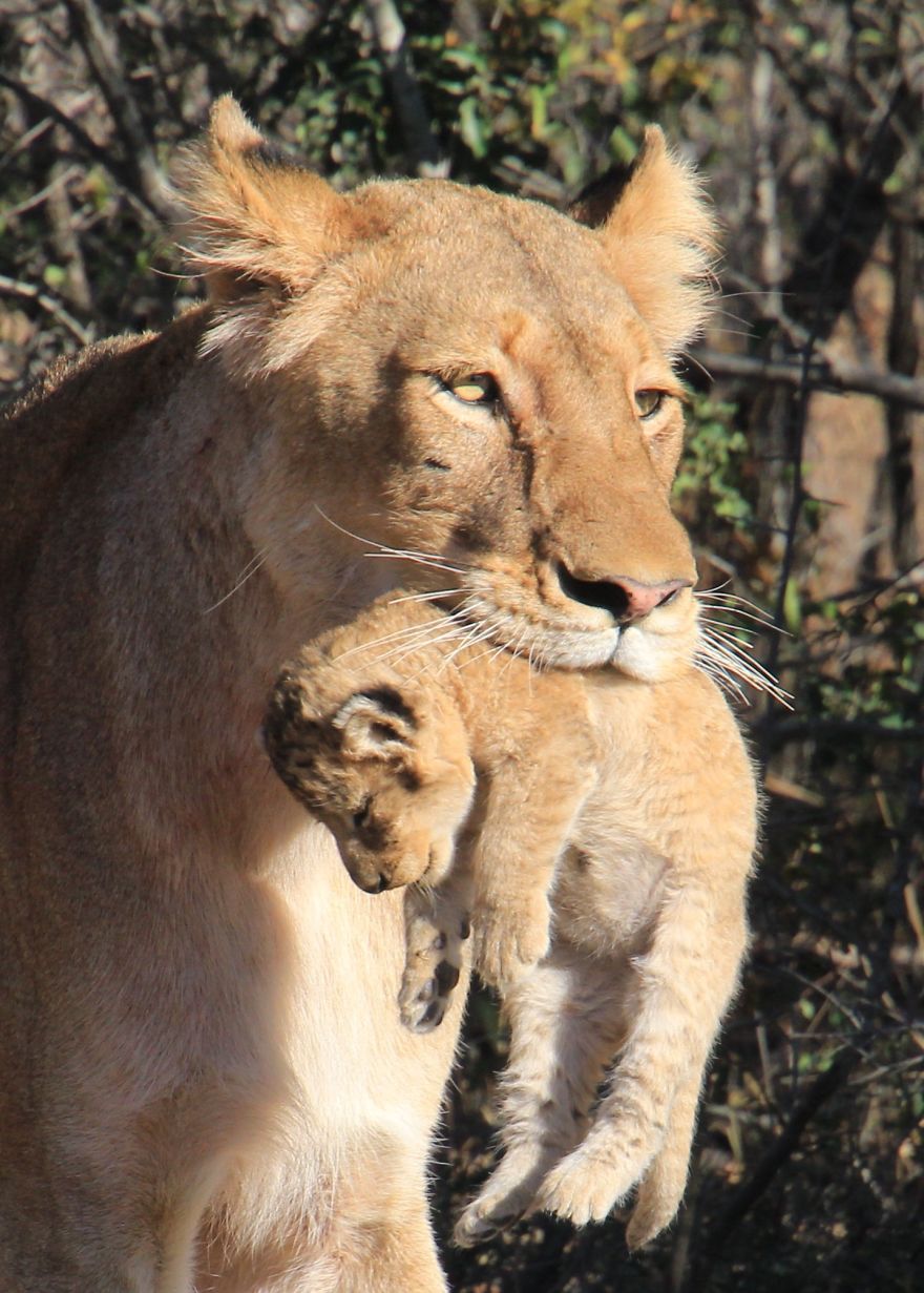 Lioness And Cub And A Dog And His Bear