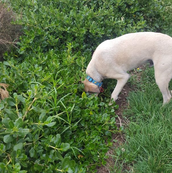 A Month Ago Dusty Found Half A Pie In This Bush, So Every Day Until The End Of Time We Must Closely Inspect The Magic Pie Bush