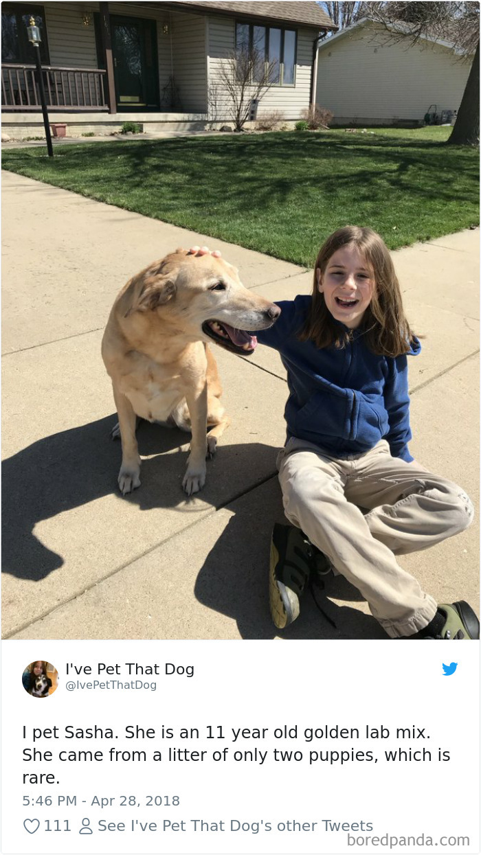 9-Year-Old-Boy-Gideon-Petting-Dogs-Twitter-Ivepetthatdog