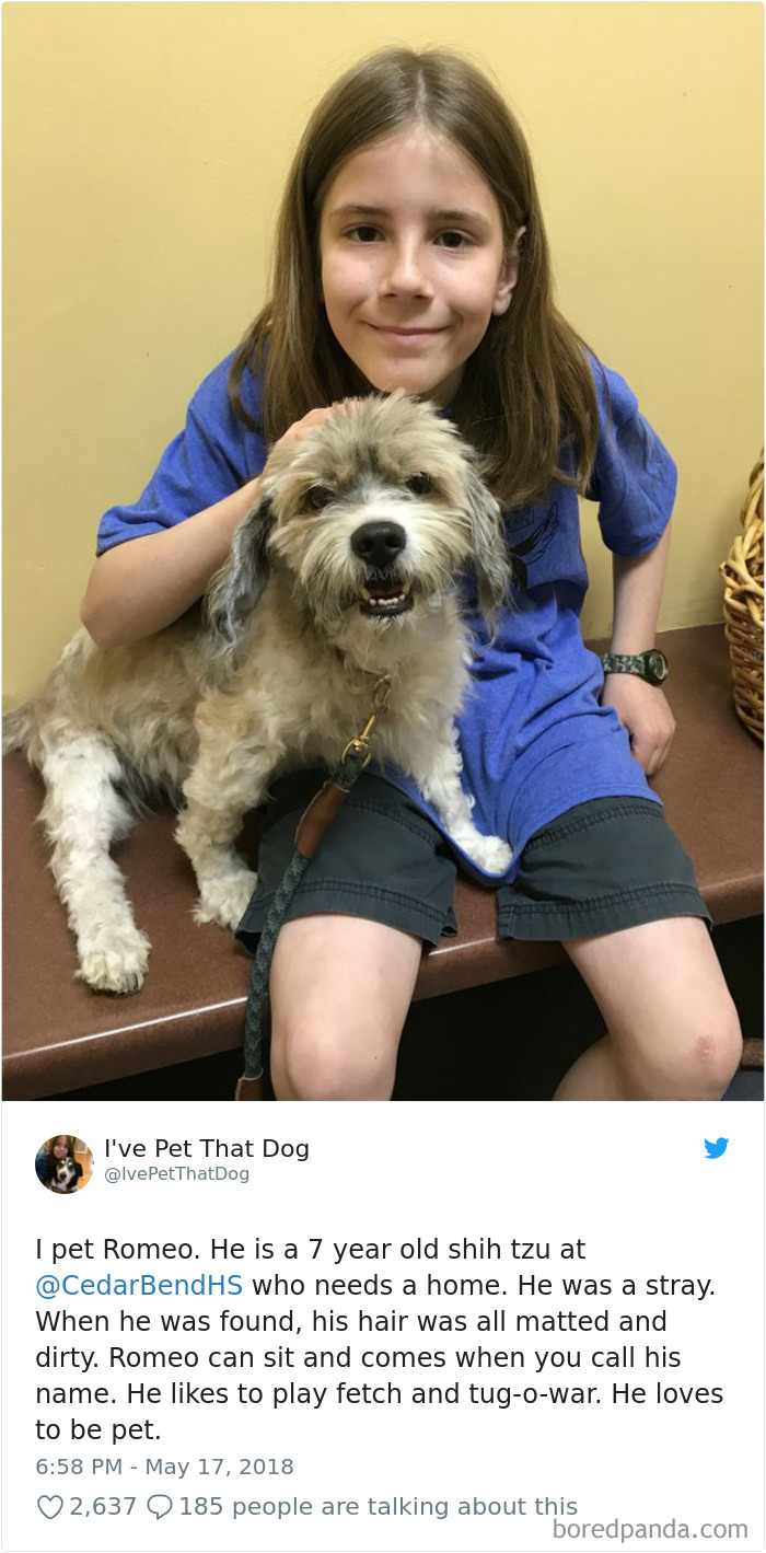 9-Year-Old-Boy-Gideon-Petting-Dogs-Twitter-Ivepetthatdog