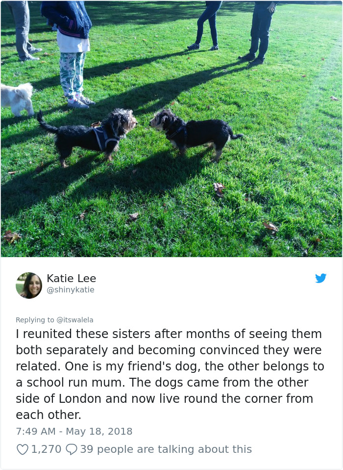 Owner Left In Tears After Her Dog Was Accidentally Reunited With His Sibling